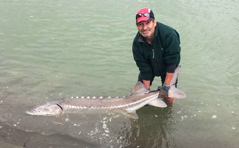 Fraser River sturgeon fishing in Canada Personal archive of Leonid Boguslavsky